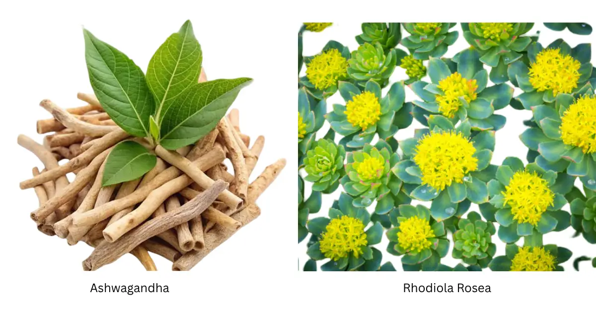 Ashwagandha vs Rhodiola Rosea: Which Is Right for You? (2026)