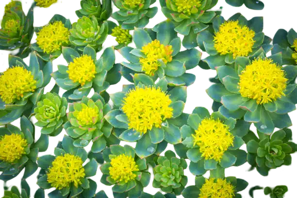 Rhodiola Rosea